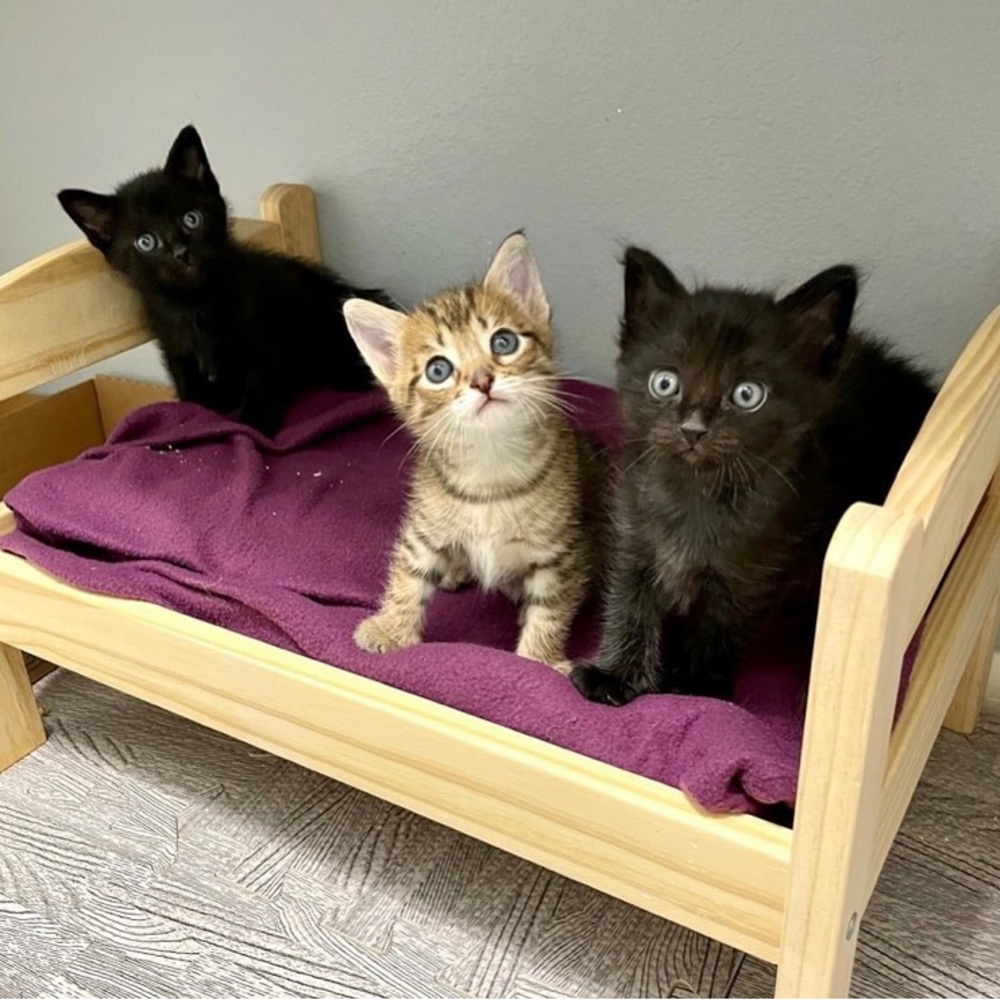 NEW in box wood pet dog cat doll bed